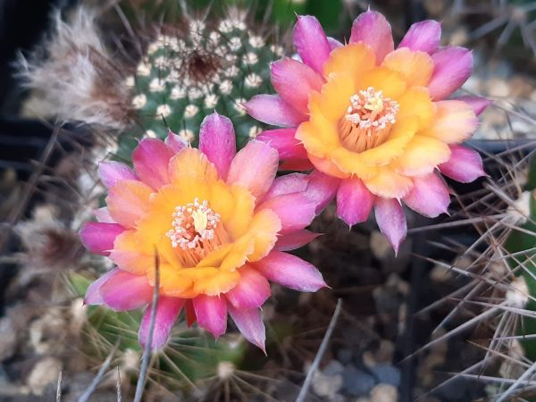 Hybride Funkenmariechen